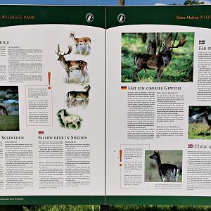 Sign example - Fallow deer