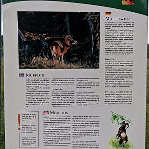 Sign example - Mouflon 2