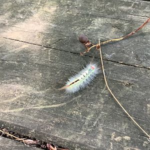 White-Marked Tussock Moth Caterpillar