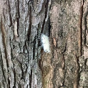 American Dagger Moth Caterpillar