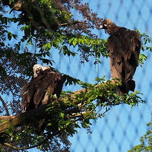 Cinereous vultures (Aegypius monachus), 2021-06-01