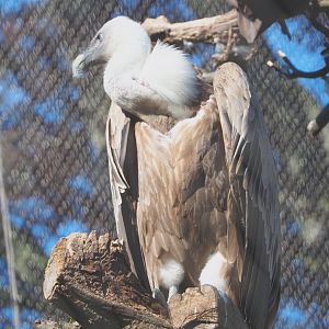 Western Eurasian griffon vulture (Gyps fulvus fulvus), 2021-06-01
