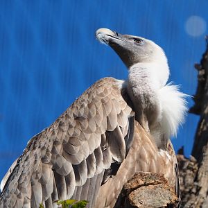 Western Eurasian griffon vulture (Gyps fulvus fulvus), 2021-06-01