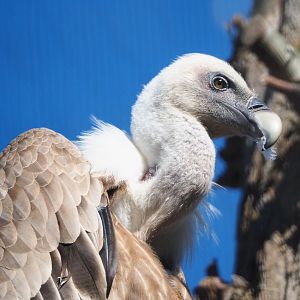 Western Eurasian griffon vulture (Gyps fulvus fulvus), 2021-06-01