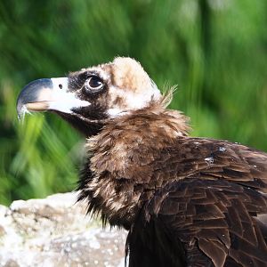 Cinereous vulture (Aegypius monachus), 2021-06-01