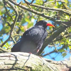 Red-billed chough (Pyrrhocorax pyrrhocorax), 2021-06-01