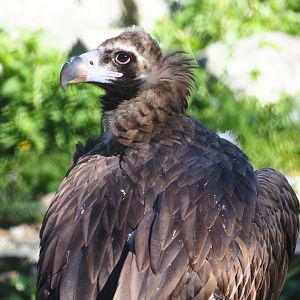 Cinereous vulture (Aegypius monachus), 2021-06-01
