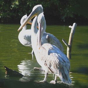 Dalmatian pelicans (Pelecanus crispus), 2021-06-01