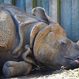 Indian rhinoceros bull Gujarat (Rhinoceros unicornis), 2021-06-01