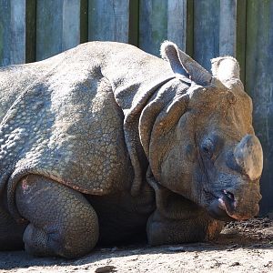 Indian rhinoceros bull Gujarat (Rhinoceros unicornis), 2021-06-01