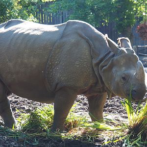 Indian rhinoceros breeding cow Karamat (Rhinoceros unicornis), 2021-06-01