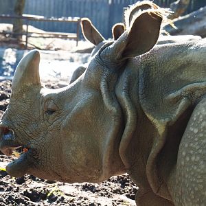 Indian rhinoceros breeding cow Karamat (Rhinoceros unicornis), 2021-06-01