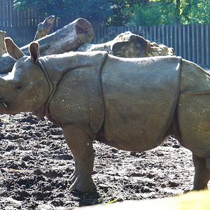 Juvenile Indian rhinoceros Vaiana (Rhinoceros unicornis), 2021-06-01