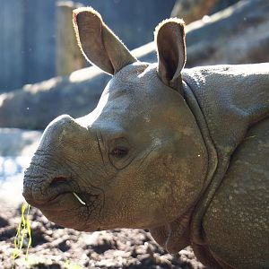 Juvenile Indian rhinoceros Vaiana (Rhinoceros unicornis), 2021-06-01