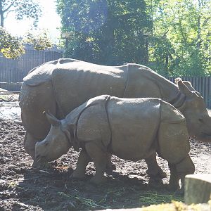 Indian rhinoceroses Karamat and Vaiana (Rhinoceros unicornis), 2021-06-01