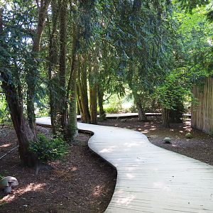 Route to the European area through a grove of yew trees (Taxus baccata), 2021-06-01