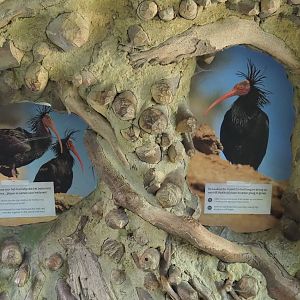 New Waldrapp educational signage, 2021-06-01