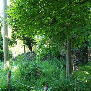 Waldrapp aviary, 2021-06-01