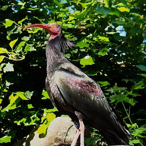 Waldrapp (Geronticus eremita), 2021-06-01