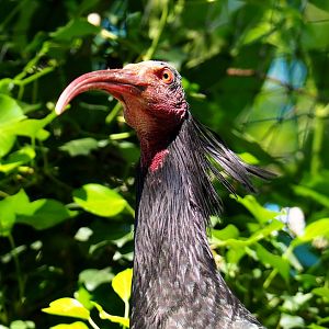 Waldrapp (Geronticus eremita), 2021-06-01