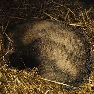Sleeping European badger (Meles meles) 2021-06-01