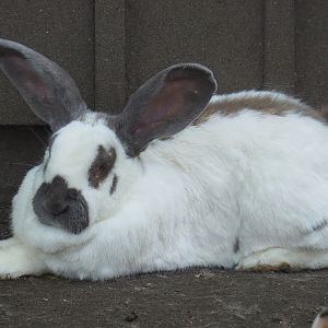 Domestic rabbit (Oryctolagus cuniculus domesticus), 2021-06-01