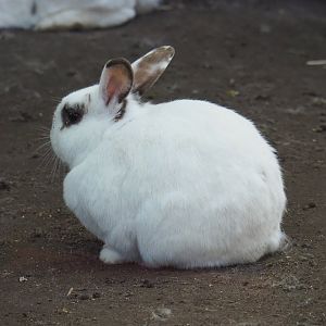 Domestic rabbit (Oryctolagus cuniculus domesticus), 2021-06-01