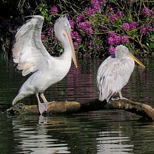 Dalmatian pelicans (Pelecanus crispus), 2021-06-01