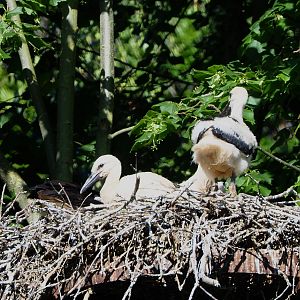 Juvenile European white storks on nest (Ciconia ciconia), 2021-06-01