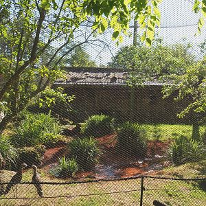 Australian waterfront aviary, with creek bed newly redone with red gravel, 2021-06-01