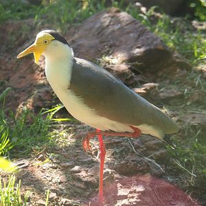 Masked lapwing (Vanellus miles miles), 2021-06-01