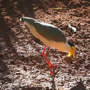 Masked lapwing (Vanellus miles miles) foraging in creek bed newly redone with red gravel, 2021-06-01
