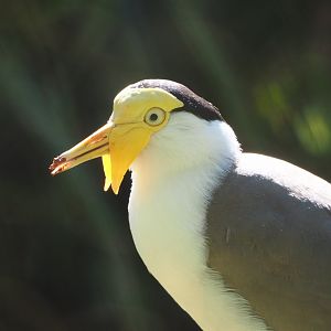 Masked lapwing (Vanellus miles miles), 2021-06-01