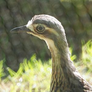 Bush thick-knee (Burhinus grallarius), 2021-06-01