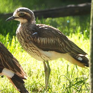 Bush thick-knee (Burhinus grallarius), 2021-06-01