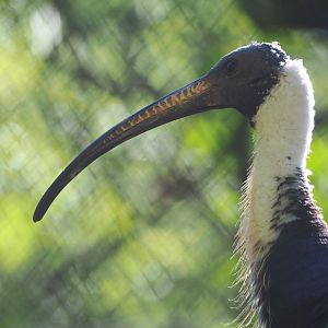 Straw-necked ibis (Threskiornis spinicollis), 2021-06-01