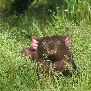Tasmanian devil (Sarcophilus harrisii), 2021-06-01