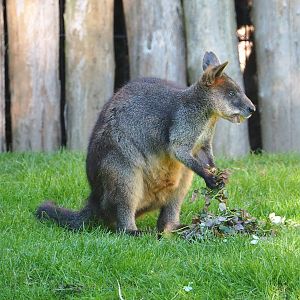 Swamp wallaby (Wallabia bicolor), 2021-06-01