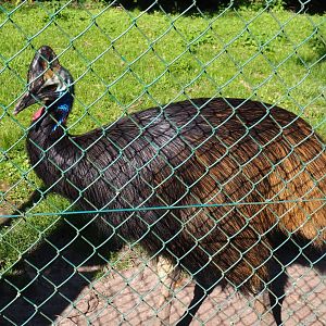 Double-wattled cassowary (Casuarius casuarius), 2021-06-01