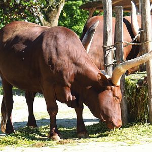 Ankole-Watusi cattle (Bos taurus indicus), 2021-06-01
