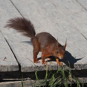 Wild Eurasian red squirrel (Sciurus vulgaris), 2021-06-01