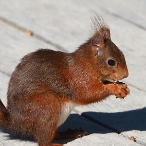 Wild Eurasian red squirrel (Sciurus vulgaris), 2021-06-01