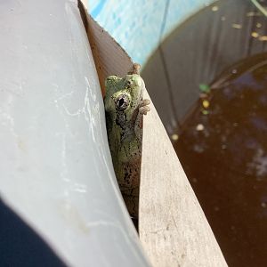 Gray Treefrog
