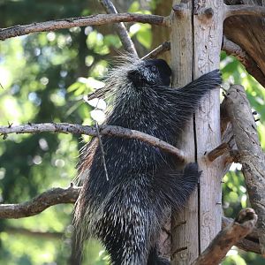 National Zoo - North American Porcupine