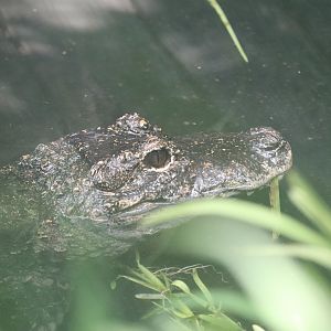 Reptile Discovery Center - Chinese Alligator