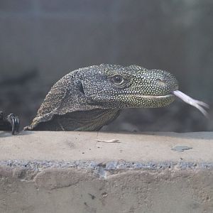 Reptile Discovery Center - Crocodile Monitor