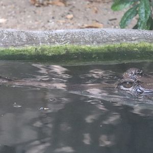 Reptile Discovery Center - Tomistoma - Pip