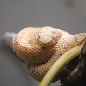 Reptile Discovery Center - Eyelash Palm Pitviper