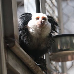 Small Mammal House - Geoffroy's Marmoset