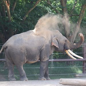 Elephant Trails - Asian Elephant - Spike